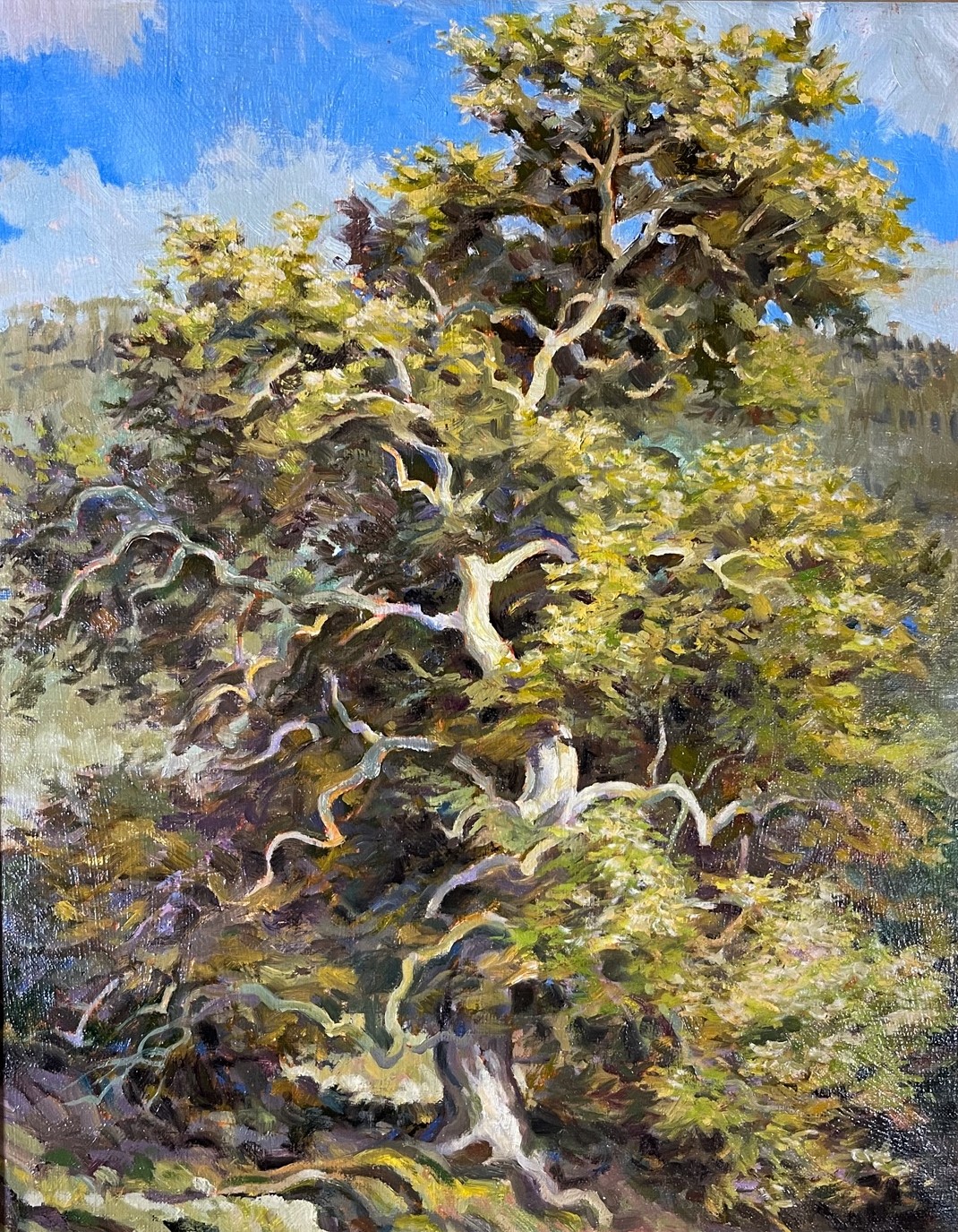 Fall Sycamore  (SOLD)